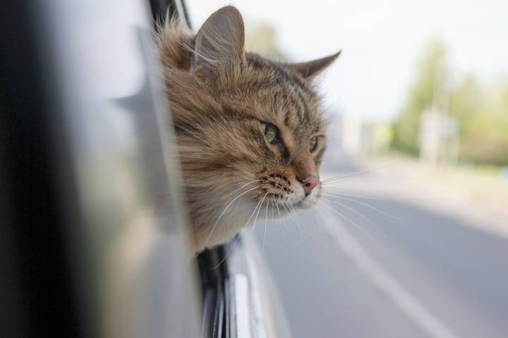 Family Goes on 100 Mile Road Trip and Finds Their Cat on the Car's Roof