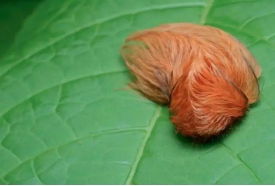 Parece indefensa, ¡no lo es! La oruga peluche que habita en México provoca dolores como ...