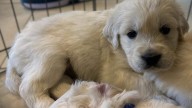 Methuen police want you to name this puppy