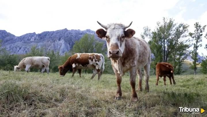 Fallece la mujer que fue atropellada por una vaca en un desfile de ganado en Galicia
