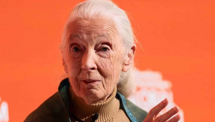 Muere a los 91 años la etóloga británica Jane Goodall, experta mundial en chimpancés