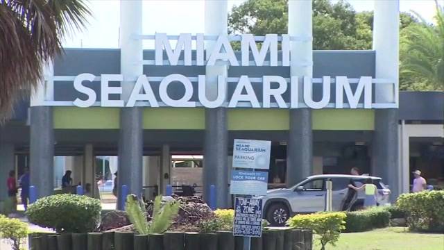 For longtime Miami Seaquarium visitors, a ‘bittersweet’ farewell to marine park beset with controversy