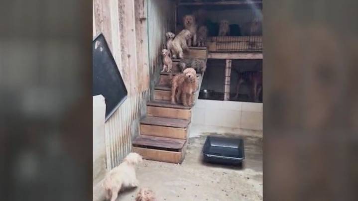 New California laws against puppy mills explained
