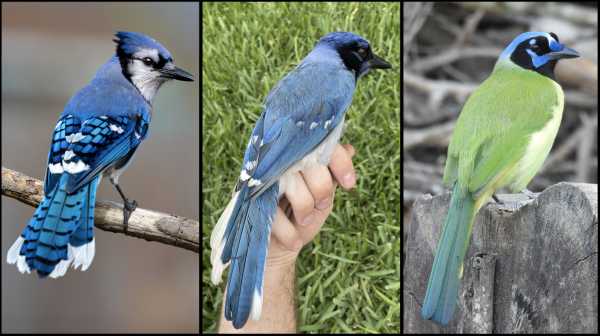 Meet the "grue jay," climate changes newest oddity