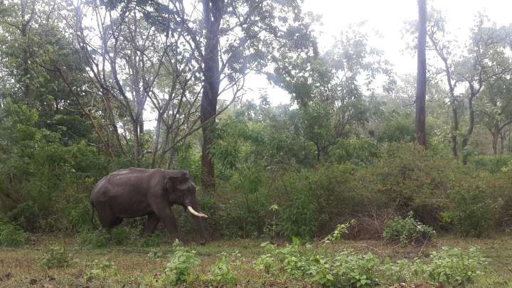 Should Karnataka elephants be kept in confinement camps? Everyone has a different view