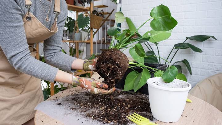 Stop making this fall houseplant mistake — keep them thriving with 7 pro tips