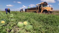 Florida farmers struggle as fewer migrant workers want H