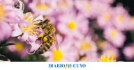 El truco natural para que abejas y avispas no se acerquen a tus flores