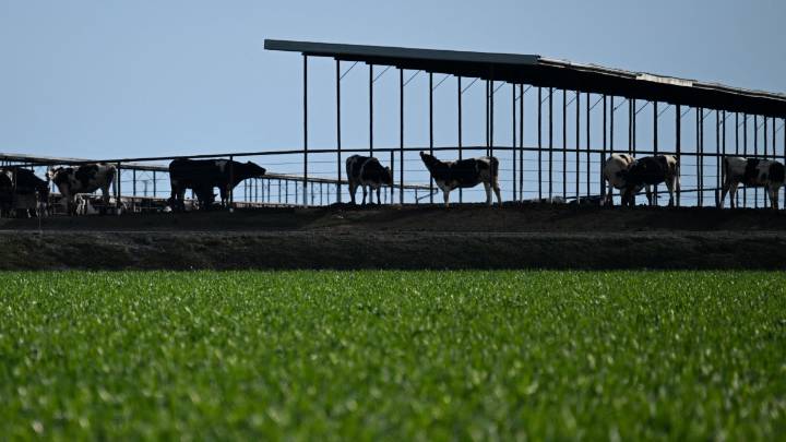El Departamento de Trabajo advierte que las deportaciones masivas podrían elevar los precios de los alimentos en el país