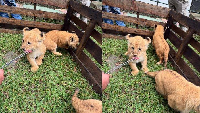 Zoológico Chorros de Milla en Mérida celebra crecimiento de los trillizos de león