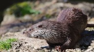 Surat zoo’s 5 captive-bred otters to be exchanged for Bengal tigers from Odisha