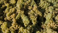 PacifiCorp agrees to pay $125 million to wineries whose grapes were damaged by 2020 Labor Day fires