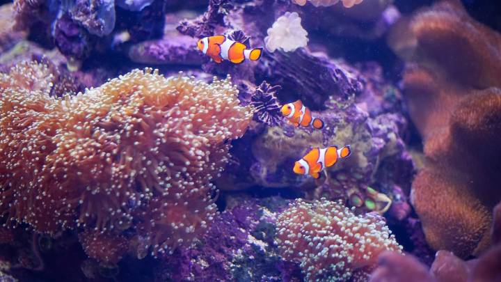 Investigación del MIT logró descifrar impresionantes datos sobre la evolución animal