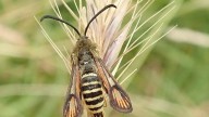 This wasp that’s actually a moth lives in the UK – and just marked a big milestone