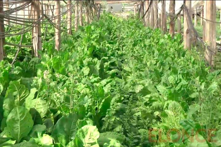 Cooperativa hortícola ofrecerá productos a precios accesibles en dos puntos de Paraná