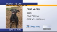 Pet of the Day: Derp Vader