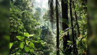 Ahead Of 2026 UN Biodiversity Summit, Meetings To Review Progress To Halt Loss