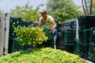 Reforzarán seguridad en Michoacán tras asesinato de líder limonero