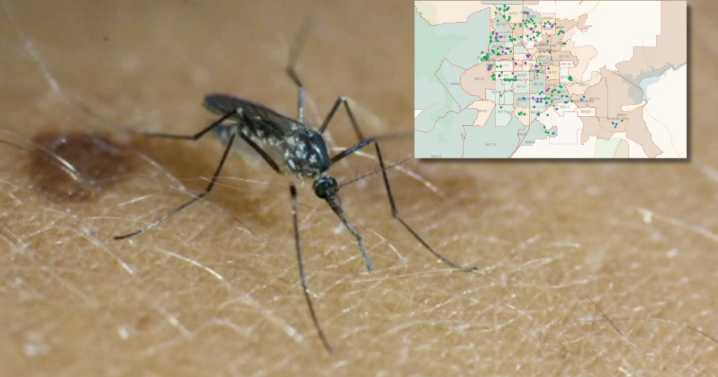 Mosquito activity is on the rise in Clark County. Here's how you can repel them