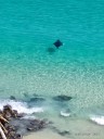 Mantarraya en la Bahía de Cata se robó todas las miradas