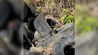 Texas Dog Found Living In Tires Near Sand Pit Finally Feels The Warmth Of A Real Home