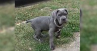 Puppy stolen from local yard: Do you recognize these suspects?
