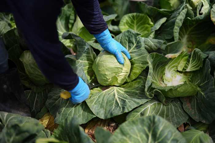 A recipe for avoiding 15 million deaths a year and climate disaster is fixing food, scientists say