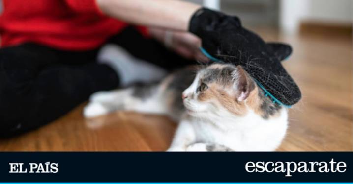 Unos guantes se perfilan como la solución definitiva para eliminar el pelo suelto de tu mascota en otoño