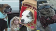 Costumed Dogs Get Their Chance To Trick-Or-Treat At Annual Halloween Event In Michigan; Adorable Looks Go Viral