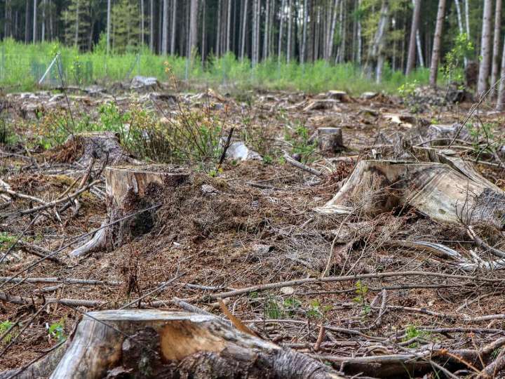 Avanza proyecto de ley para frenar producción de carne en zonas deforestadas