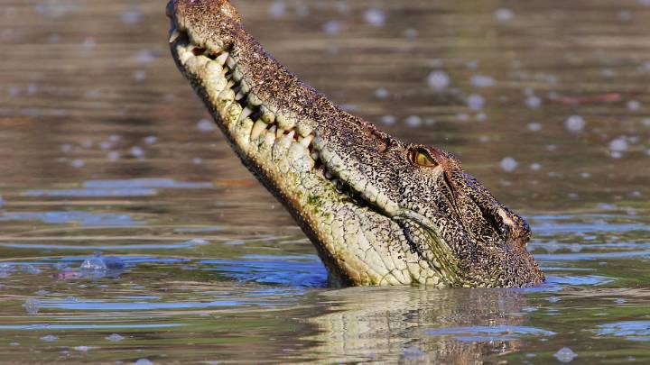 Un guía topa con el cocodrilo de 3,3 metros en una situación anómala: "Si no eso no es un juego, no sé qué es"