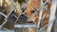 South Carolina Shelter Dog Only Wants To Play With Friends, But No One Is Interested