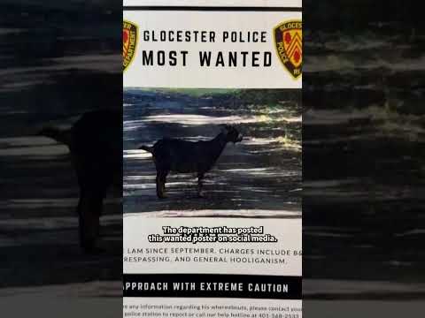 Police Are Posting Wanted Posters for a Goat in Massachusetts 🐐
