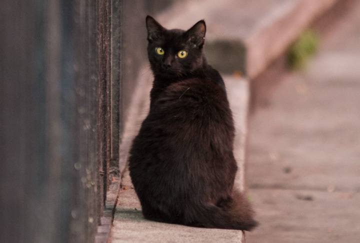 Terrassa suspende hasta después de Halloween la adopción de gatos negros para evitar rituales