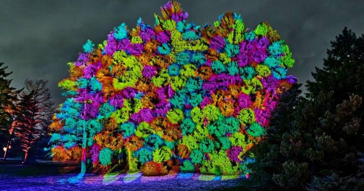 Illumination brings holiday magic back to The Morton Arboretum