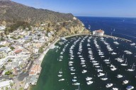 Solo Swimmer, 54, Bitten by 3-Foot Shark in 'Rare Attack' Near L.A.