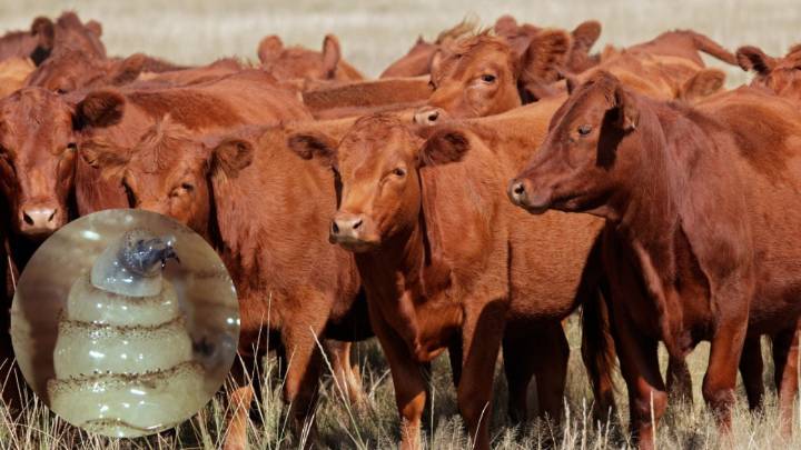Detectan segundo caso de gusano barrenador en Nuevo León