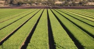 Productores agrícolas de México inician paros y bloqueos en distintos estados para exigir programas eficaces ante la peor crisis del campo en más de cuatro décadas