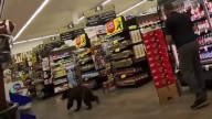 Bear walked into Arizona grocery store
