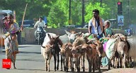 ‘Donkey rout’: MP loses 94% of donkeys in 3 decades, now just 3,000 left