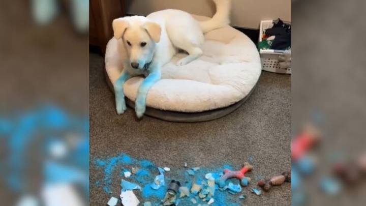 Minnesota Dog Crashes Gender Reveal Party With Ink-Covered Paws And Becomes An Internet Sensation