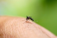 Dengue: TN records 15,796 cases this year, highest in India