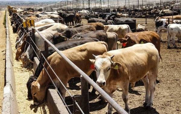 Pide Texas reanudar importación de reses de México