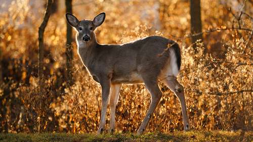 With Daylight Saving Time ending, shorter days raises the risk of deer