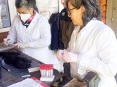 Provincia y Parques Nacionales realizan acciones para el control del visón americano