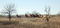 DNR, tribal biologists offer Minnesota elk season update