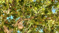 Hoteles para aves, murciélagos e insectos: instalarán 120 refugios en Málaga para sus nidos