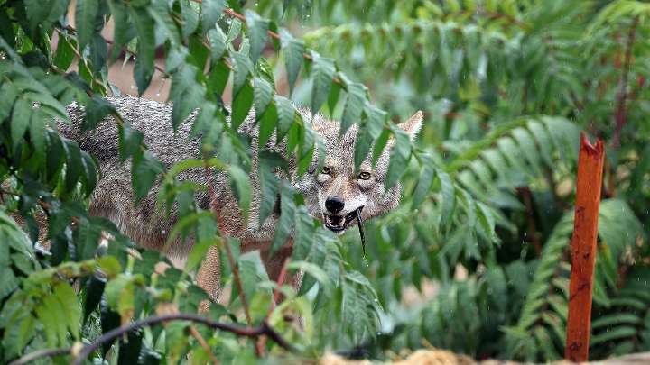 9-year-old Oregon child bitten by coyote while playing hide