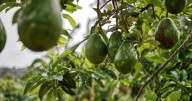 La fruta tropical que está tomando el relevo a los cítricos y al caqui en los campos valencianos