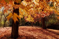 Check out peak fall colors at Detroit’s largest Metropark